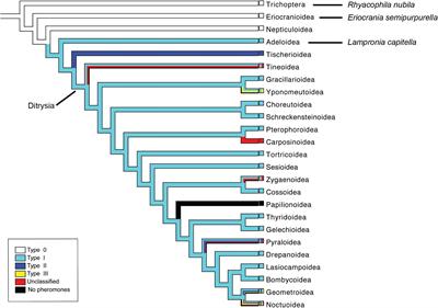 Antennal Transcriptome Analysis of the Chemosensory Gene Families From Trichoptera and Basal Lepidoptera